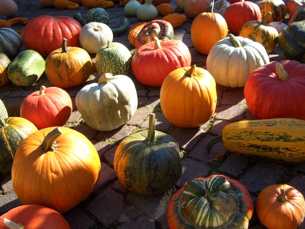 pumpkins