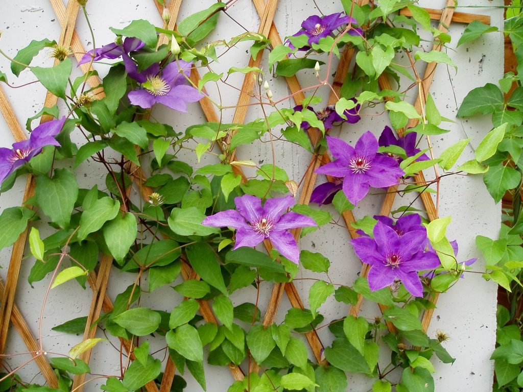 Adding trellis to your garden in Michigan