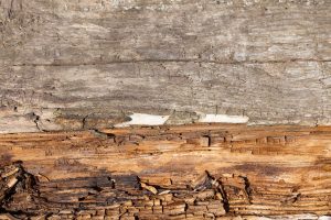 Moisture damaged deck wood